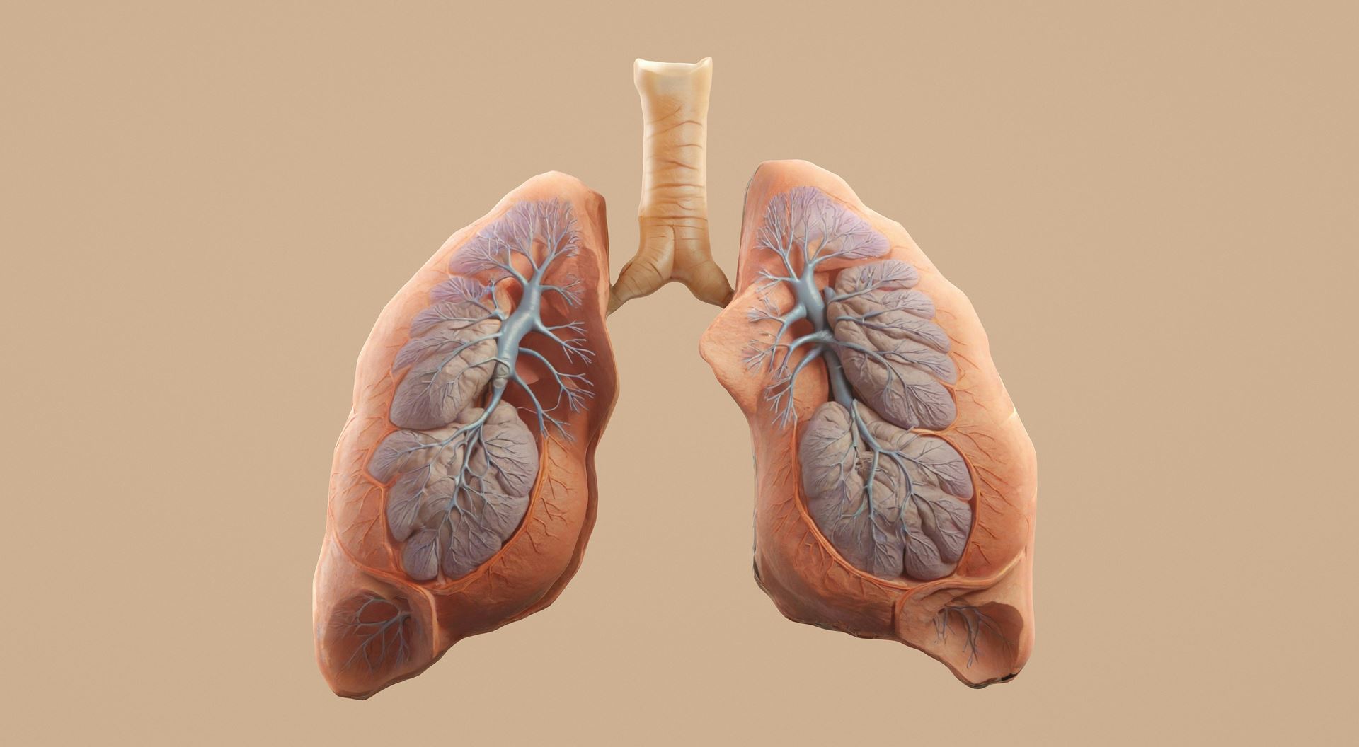 Lung