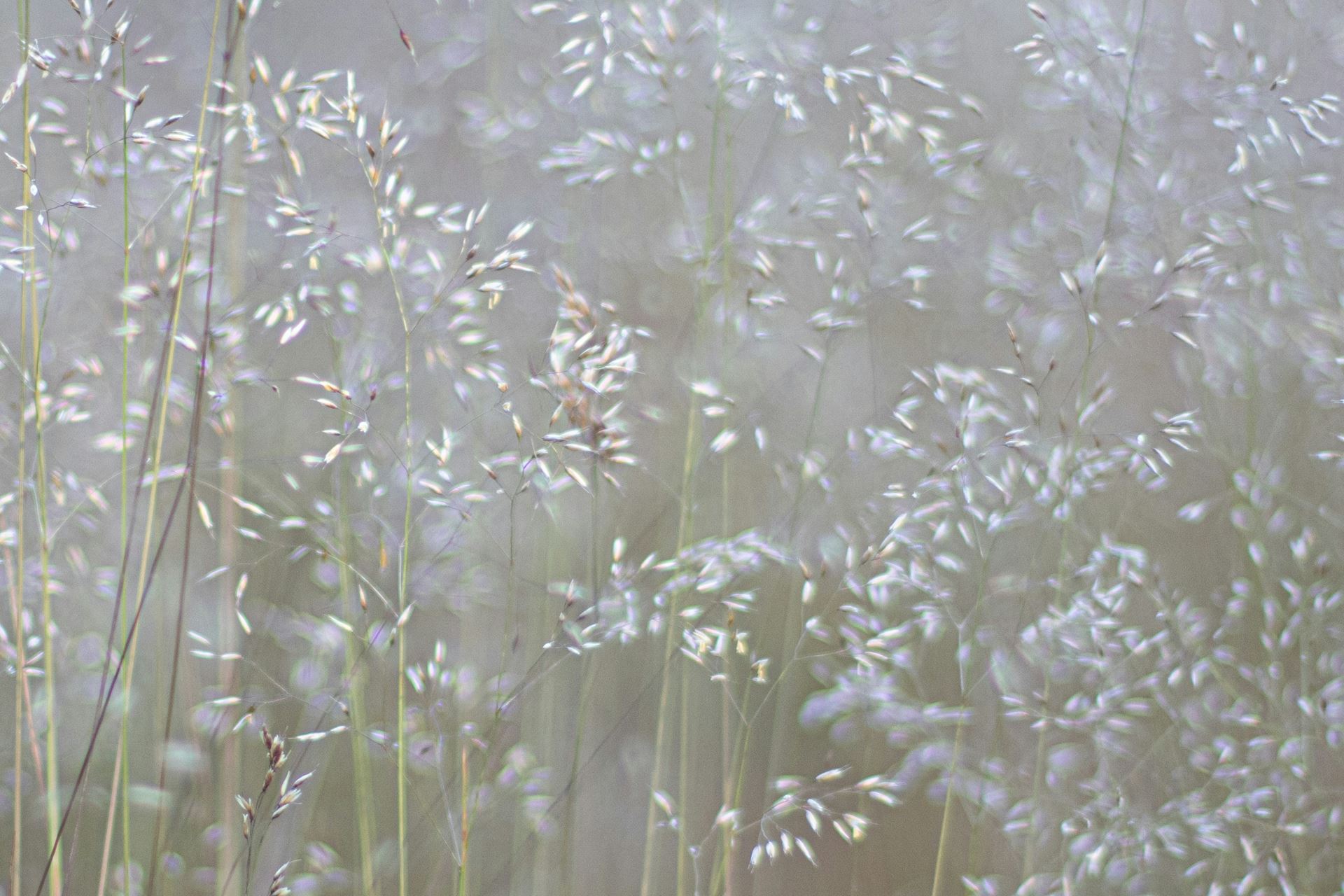 Hayfever