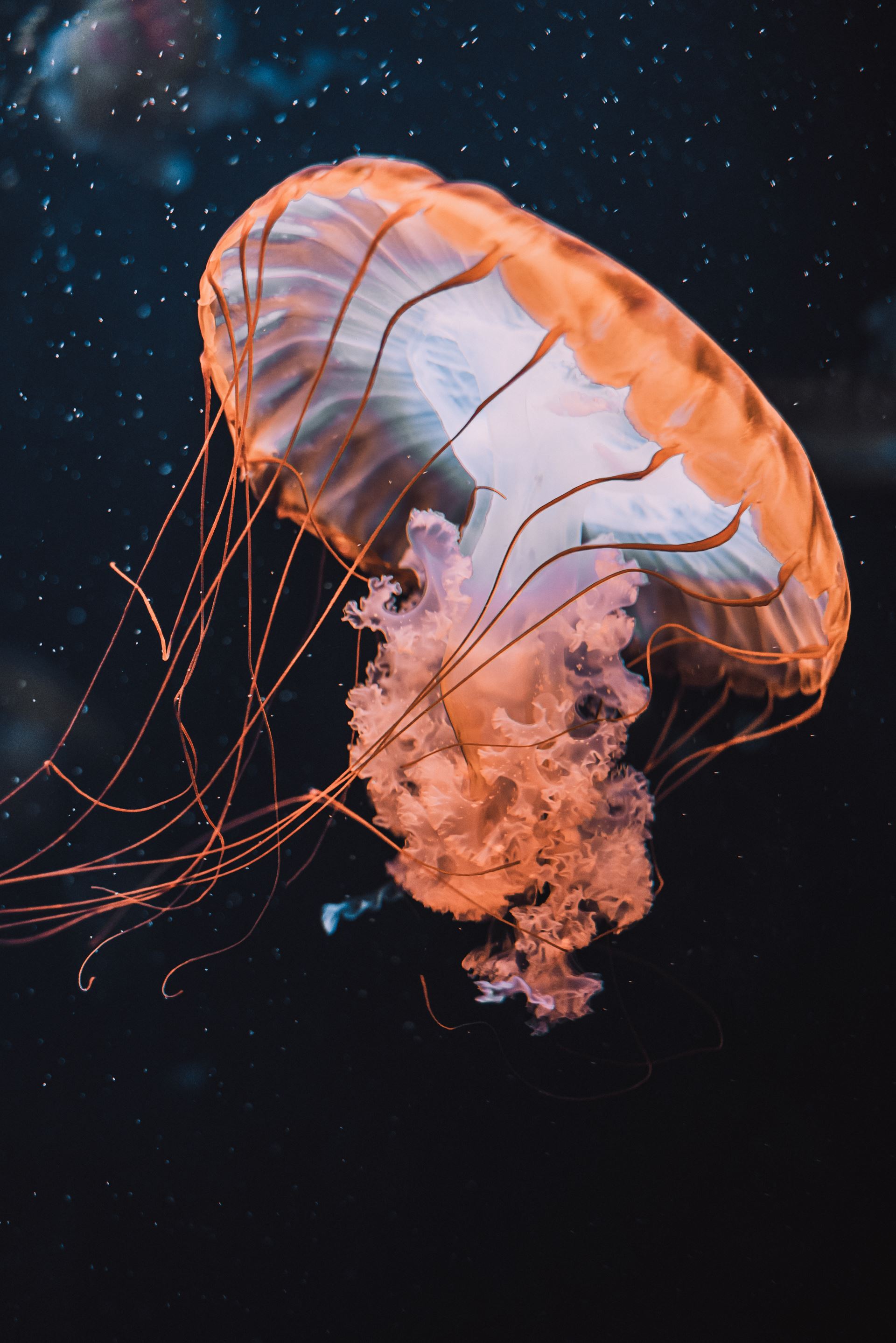 Jellyfish