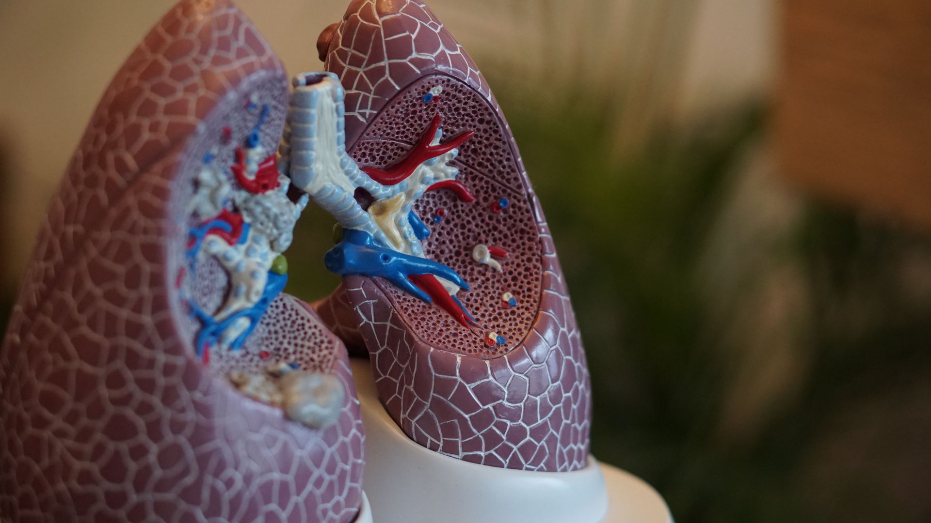 lungs