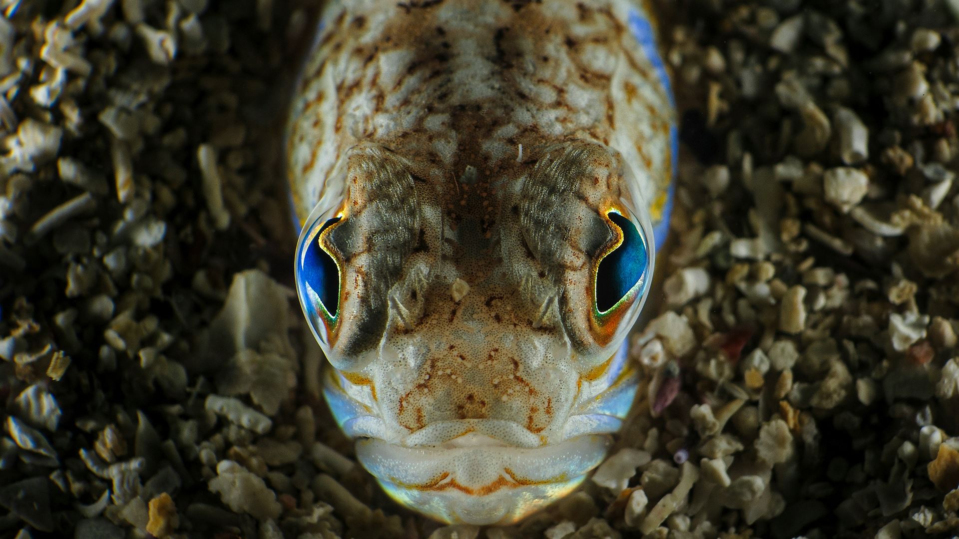 Weever Fish